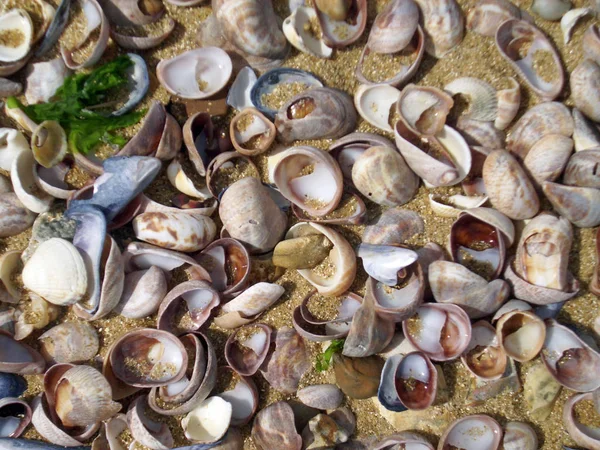 海滩上的贝壳 被潮水冲刷在一起 许多物种 但大多是拖鞋帽贝 背景沙子 — 图库照片