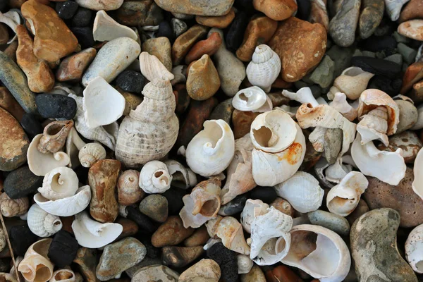 Kırık ve erozyona uğramış kabukları, çoğunlukla whelks (Buccinum undatum) ve terlik denizminaresi (Crepidula fornicata) ile bir güzel kolaj efekti oluşturan çok renkli çakıl taşlı bir plajda.