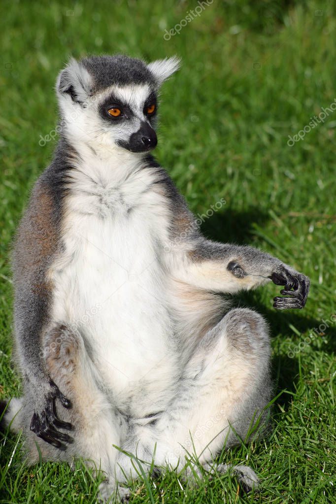 Lemure Coda Anello Lemur Catta Seduto Mostrando Parte Inferiore