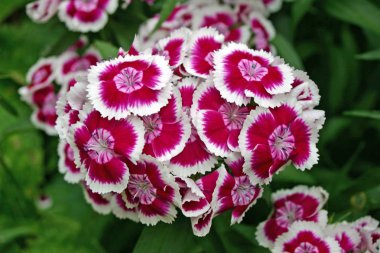 Pembe şeker william (karanfil barbatus) çiçek beyaz kenarları ile kümeye yaprakları. Arka planı karanlık yeşillik.