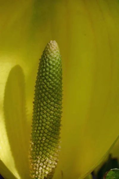 Repolho Gambá Amarelo Lisichiton Americanus Flor Com Close Espádice — Fotografia de Stock