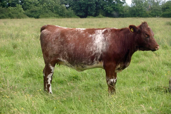 Bir çim çayırda kahverengi ve beyaz shorthorn inekle ağaçlar içinde belgili tanımlık geçmiş.