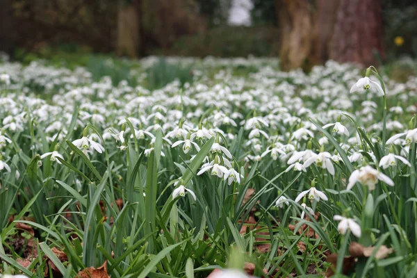 Gotas Neve Galanthus Jardim Floresta Primavera Com Fundo Árvores — Fotografia de Stock