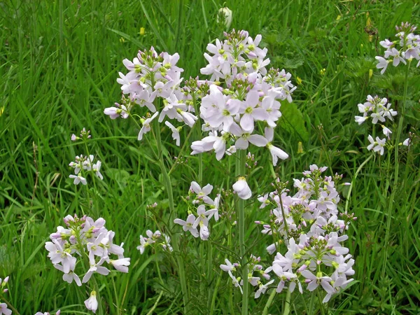 Pembe soapwort (Saponaria officinalis) bir çayırda çiçek tırmanıştır çim bir arka plan ile.