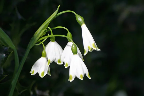 Bílá Jarní Bledule Leucojum Vernum Květiny Jaře Zblízka Tmavým Pozadím — Stock fotografie