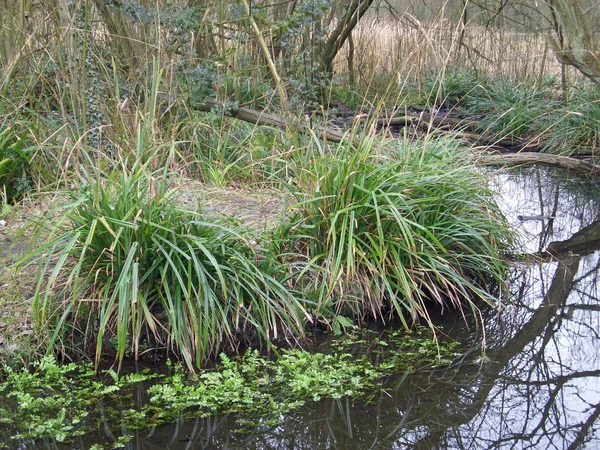 Bach Fließt Durch Winterwald Und Weiden Mit Offenem Wasser Seggen — Stockfoto