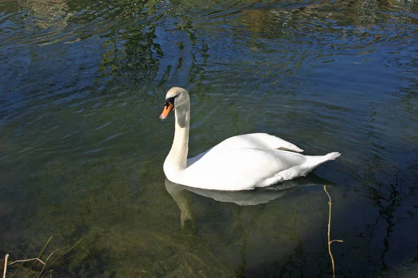 Mute Swan Cygnus Olor Floating Water Facing Left Some Reflection — Stock Photo, Image