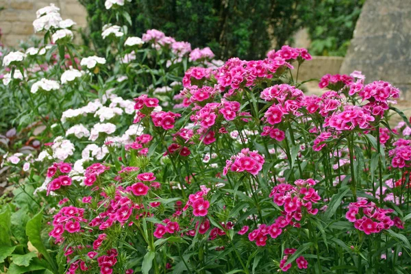 Ein Blumenbeet Gefüllt Mit Dunkelrosa Blassrosa Und Weißen Süßen Williamsblüten — Stockfoto