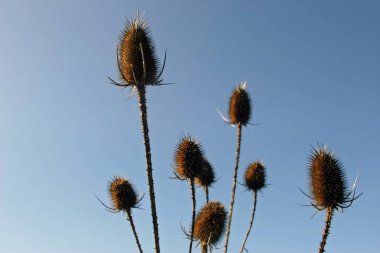 Teasel (Dipsacus fullonum) tohum başları mavi gökyüzünde bir arka plan ile.