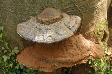 İki kahverengi köşeli ayraç mantarlar, muhtemelen ölümü cinsine Ganoderma, biri diğerinin tabanından bir ağaç büyüyen. Sarmaşık yaprakları ön planda.