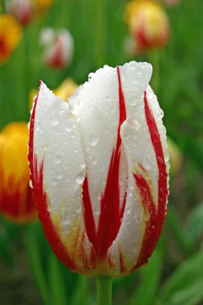 Tulipa Branca Com Listras Vermelhas Amarelas Close Salpicado Com Chuva — Fotografia de Stock