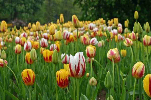 White Yellow Tulips Red Streaks Splashed Rain Background Shows Similar — Stock Photo, Image