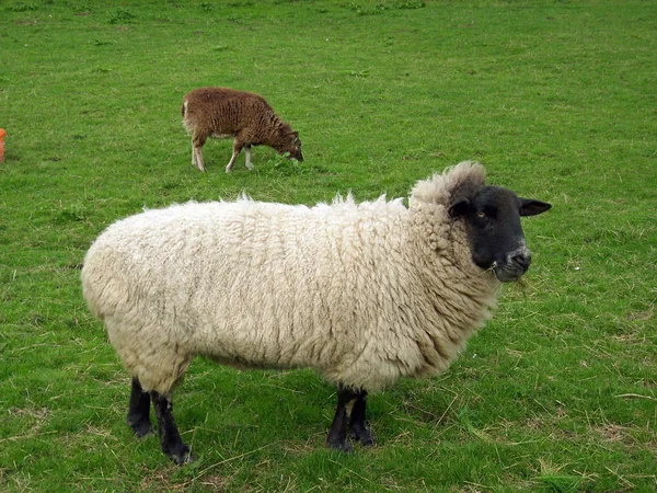 Bílá Ovce Černou Hlavou Nohama Hnědá Ovce Pozadí Poli — Stock fotografie