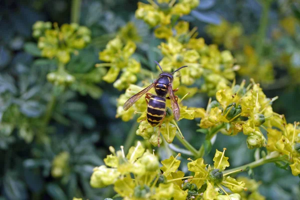 Vespa Social Que Parece Com Vespa Mediana Mídia Dolichovespula Alimentando — Fotografia de Stock