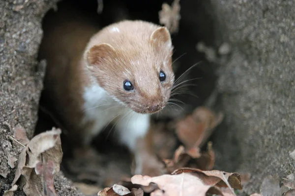 Bir eski tavşan yuva yerdeki deliğe ön planda ölü yaprakları ile dışarı arayan Gelincik (Mustela nivalis).