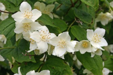 Beyaz çiçekler aynı bitki yaprakları bir arka plan ile eğri üste.