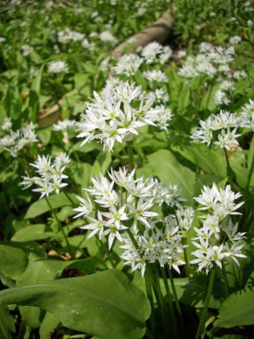 Yabani sarımsak (Allium ursinum), ramsons, ormanlık içinde çiçeklenme olarak da bilinir. Çok popüler bir madde olarak gıda, tat için.