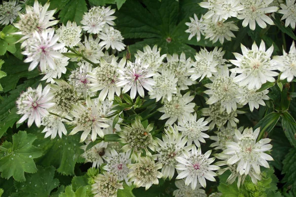 White and pale green Astrantia flowers with a pale pink hue in the centre. Background of leaves.