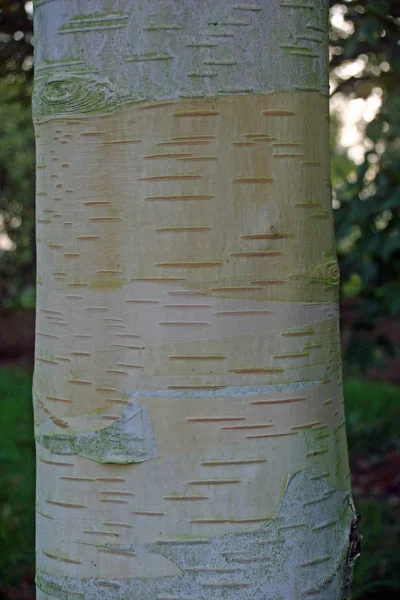 껍질과 자작나무 Betula Utilis Var Jacquemontii 관목의 — 스톡 사진