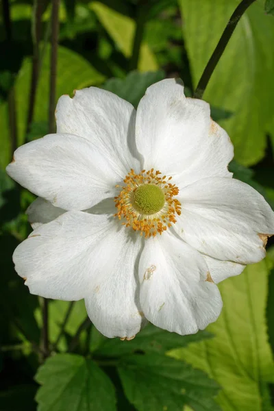 Pojedynczy Kwiat Clematis Biały Żółtym Środkiem Pełnym Rozkwicie Tle Liści — Zdjęcie stockowe