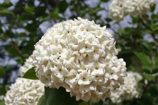 Arbuste Blanc Fleurs Denses Qui Ressemble Une Espèce Viburnum Fond — Photo