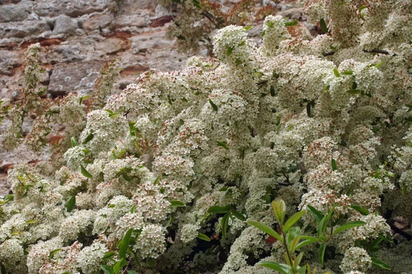 Arbuste Fleurs Blanches Qui Pourrait Être Pyracantha Vieux Mur Comme — Photo