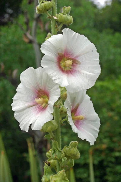 Three Blooms White Hollyhock Alcea Rosea Pink Centre Single Stem — Stock Photo, Image