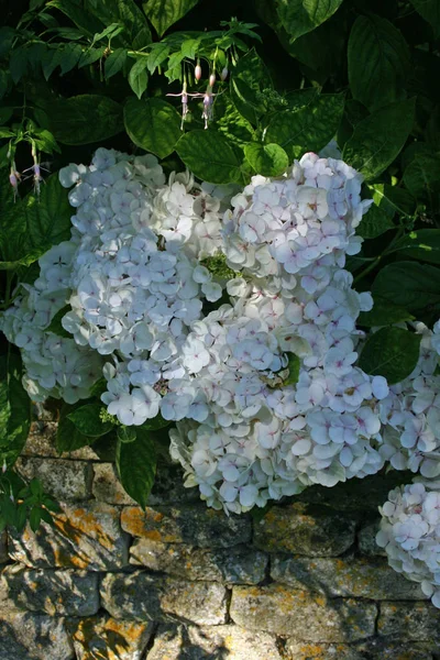 Hortênsia Branca Rosa Plena Floração Com Massas Flores Fundo Folhas — Fotografia de Stock