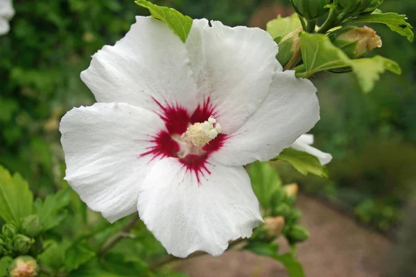 Flor Única Hollyhock Blanco Alcea Rosea Con Centro Carmesí Antecedentes — Foto de Stock