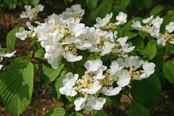 Lacet Blanc Fleurs Hortensia Contexte Sol Des Feuilles Fleurs Une — Photo