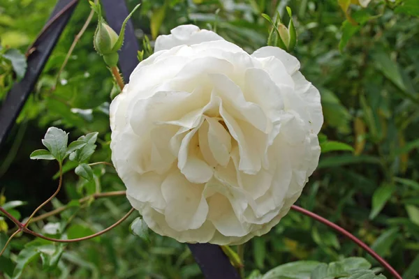 芽や葉の背景の白いバラが全開します — ストック写真