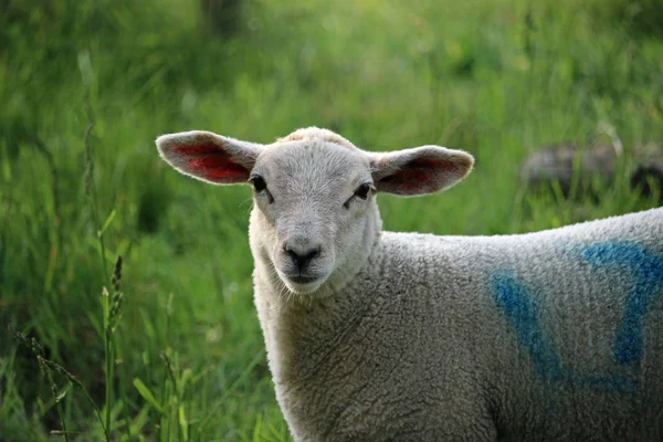Głowa Ramiona Jagnięce Białe Owce Duże Uszy Ładna Twarz Polu — Zdjęcie stockowe