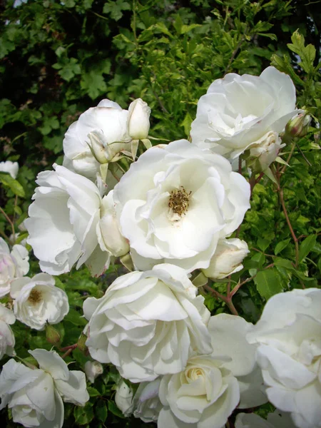 Cluster White Rose Flowers Background Rose Leaves Shrubs — Stock Photo, Image