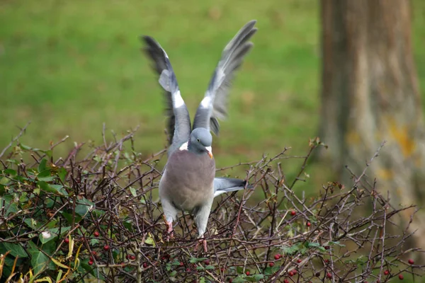 Piccione Legno Columba Palumbus Sopra Una Siepe Sta Decollare Piume — Foto Stock