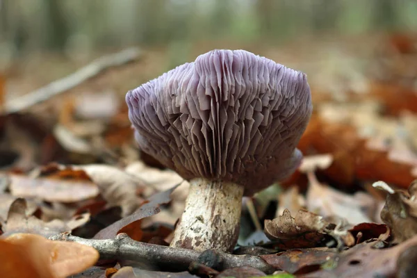Old Wood Blewit Lepista Nuda Mushroom Clearly Showing Gills Wood — Stock Photo, Image