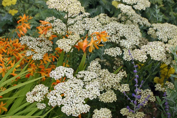 White yarrow flowers (Achillea millefolium) with an orange Crocosmia and other plants in a garden with a background of leaves.