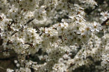 Bir arka plan bulanık çiçek ve yaprakları ilkbaharda karaçalı (Prunus spinosa) çiçek dal yakın çekim.