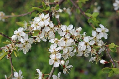 Karaçalı (Prunus spinosa) çiçekler bahar dal. Artalan bulanık bitki örtüsü.