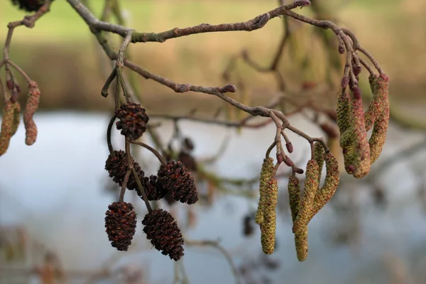Kızılağaç ağaç (Alnus glutinosa) koniler ve bulanık bir arka plan ile küçük bir dal sonunda çiçekler.