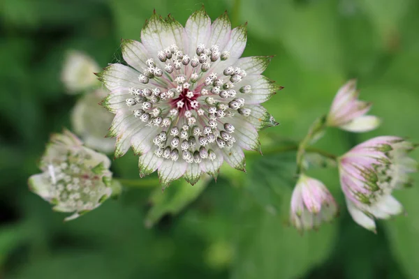 Weergave Van Een Roze Astrantia Bloem Met Verschillende Tinten Van — Stockfoto