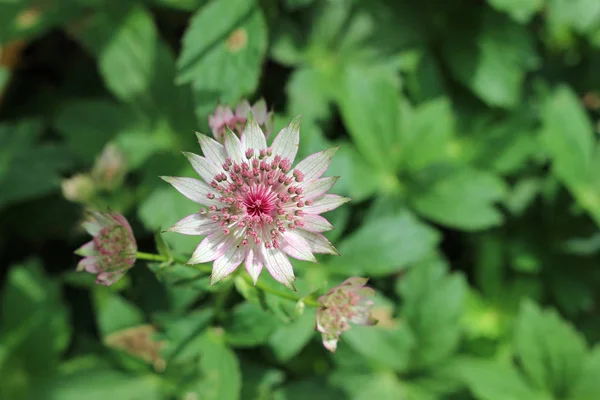 在具有同一植物叶子背景的花坛上 可以欣赏到粉红色的阿斯蒂亚花 有各种色调的浅粉色 深粉色和绿色 — 图库照片