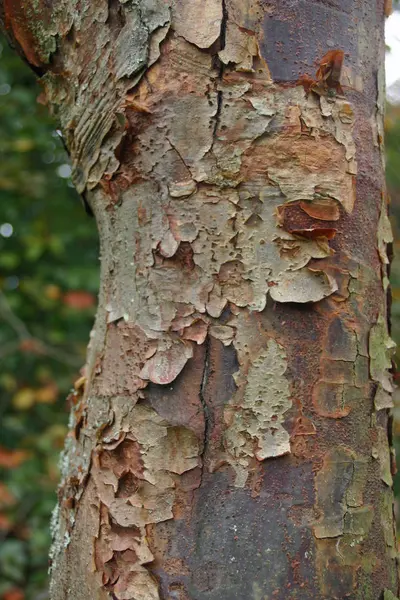 Atrakcyjne Peeling Kory Drzewie Różnych Odcieniach Zieleni Brązowy Tło Niewyraźne — Zdjęcie stockowe