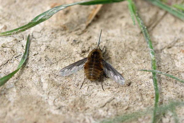 Bee fly (Bombylius major) sitting basking and warming itself in a patch of spring sunlight on the ground with a few blades of grass.