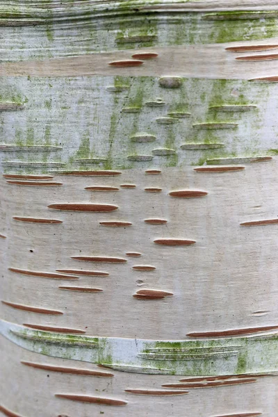 매력적인 껍질과 자작나무 Betula Utilis Var Jacquemontii — 스톡 사진