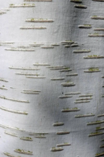 배경색 질감으로 매력적인 껍질과 자작나무 Betula Utilis Var Jacquemontii — 스톡 사진