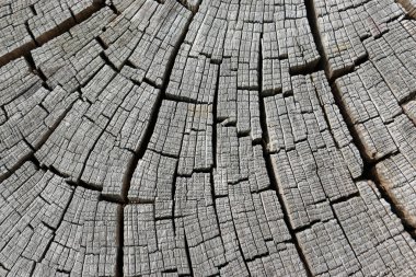 Kesit kuru kesme günlük büyük ahşap nerede boşluklar açtı ve çekici bir etki yaratmak için zaman içinde bir gümüş rengi değişti