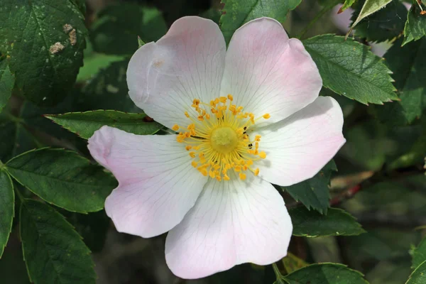 Einzelblüte Der Rosa Hundsrose Rosa Canina Voller Blüte Mit Blättern — Stockfoto