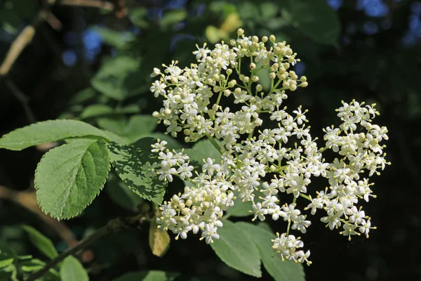 Primer Plano Flores Hojas Saúco Sambucus Nigra Con Fondo Oscuro — Foto de Stock