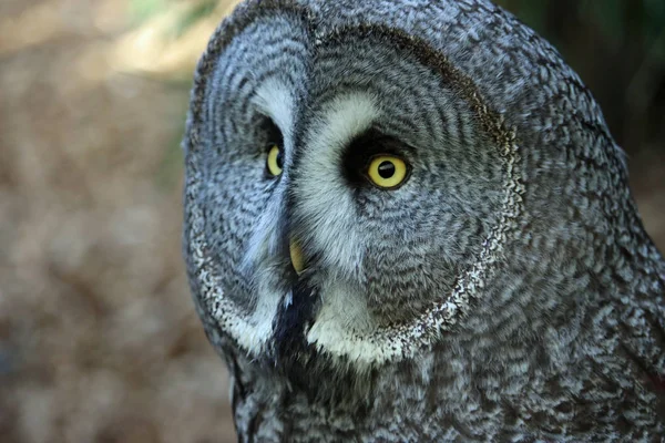 Grande Chouette Grise Strix Nebulosa Tête Cou Regardant Vers Gauche — Photo