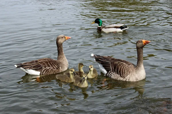 Su ile üst bir gölde yüzen dört boz kazı (Anser anser) kuşlar kuşlar yan ve arkasında bir erkek yaban ördeği (Anas platyrhynchos) ördek. Arka plan su.